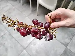 Moldy grapes