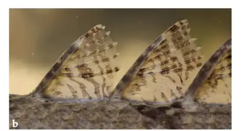 Photo of Bichir dorsal finlets, the spine and ray can be seen connected