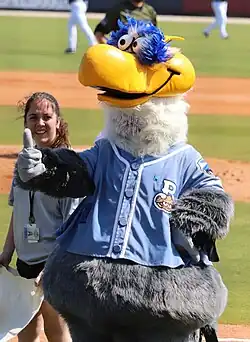 A person wearing a gray and white anthropomorphized seagull costume dressed in a bright blue baseball jersey with a white "B" on the right chest on a baseball field.