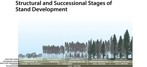 Figure shows the development of vegetation over time for the CwHw - Oak Fern Site Association. This is a forested ecosystem and the developmental stages are characterized by their structure, e.g., young forest, mature forest, old forest, or their successional status, e.g., maturing seral, to over-mature seral, to climax vegetation. The various stages can also be classified into more formal seral vegetation associations.
