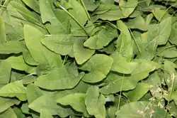 A pile of green leaves and stems.