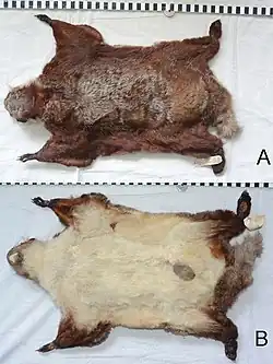 Brown squirrel, front and back