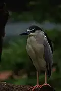 Black-crowned Night Heron, close-up, India