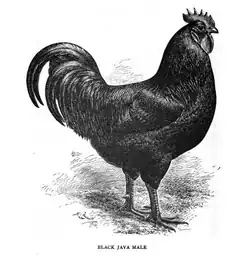 Black Java rooster