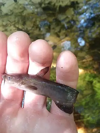 Black Madtom, Mississippi, US imported from iNaturalist photo 30418596.jpg