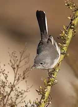 Blue-gray gnatcatcher