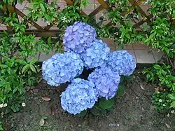Hydrangea macrophylla, flowers