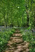 One of the last true Bluebell woods in Essex (Shipwrights Drive)