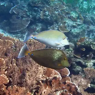 Two differently coloured individuals, Norfolk Island