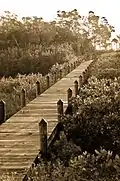 Boardwalk over mangroves