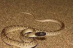 Boiga trigonata from Iran By Omid Mozaffari