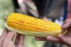 Maize
