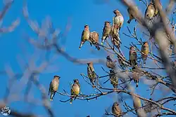 Bombycilla cedrorum in Chiapa de Corzo, Mexico