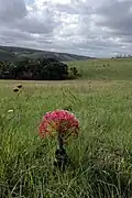 Lone bulb growing on recently-burned upland meadow