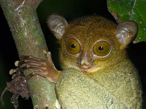 Close-up of the face of Horsfield's tarsier on a branch