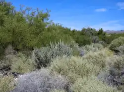 Bosque Interface With Sage