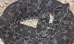Bothrops ammodytoides
