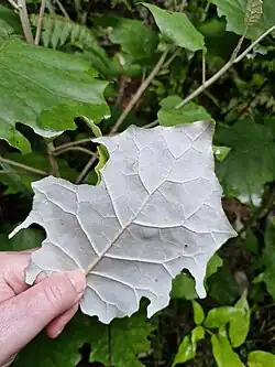 Underside of leaf