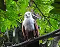Brahminy Kite found in the zoo