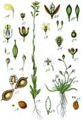 Illustration of C.&nbsp;sativa (1) and Subularia aquatica (2) from Deutschlands Flora in Abbildungen
