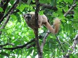 Red-fronted brown lemur