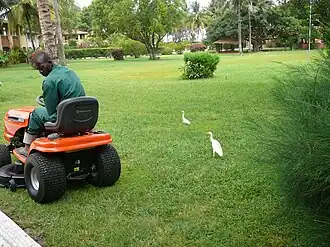 Human commensalism, stage 2: a lawnmower making a substitute for a large mammal. Gambia.