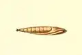 Pupa