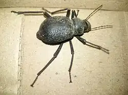 Beetle found in Tharparkar District