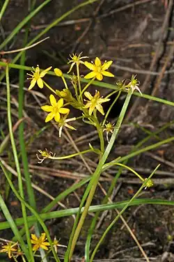 A young Bulbinella modesta specimen.