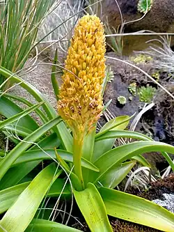 A flowered Bulbinella rossii specimen