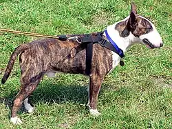 Brindle and white Bull Terrier