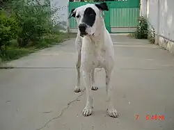 Bully_Kutta_Male