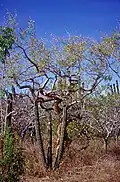 Bursera microphylla in Baja California, Mexico