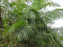 Calamus tenuis in Bangladesh