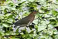 Green heron (Butorides virescens), Queen Elizabeth II Botanic Park