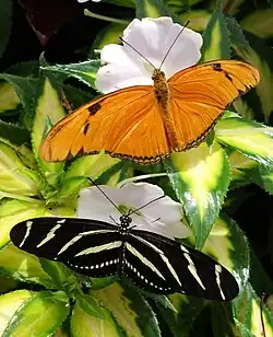 At the butterfly show.
