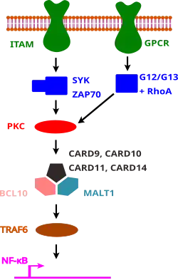 Graphical overview of signaling pathways dependent on a CARD-CC family member