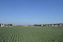 Cabbage field in Oshimizu-cho