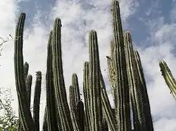 Cactus is common in the reserve.