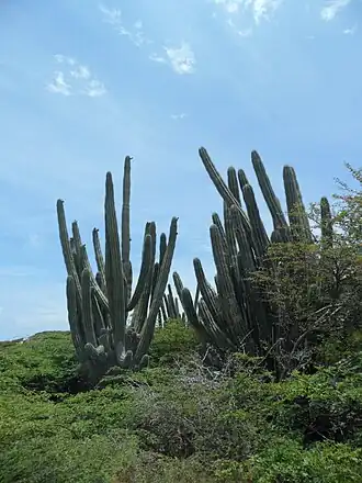 Stenocereus Griseus growing in habitat in Noord Aruba