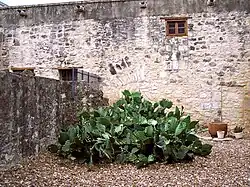 Cactus shrub adjacent to main building at the Alamo