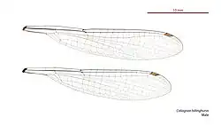 Male Caliagrion billinghursti wings