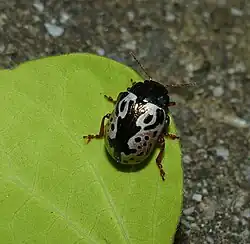Calligrapha knabi, Canada