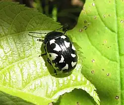 Calligrapha pnirsa, Canada