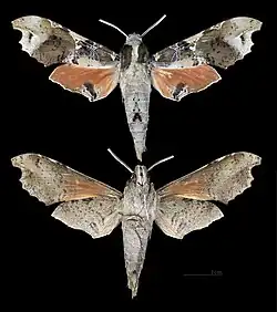 Callionima denticulata