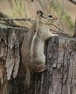 Brown squirrel