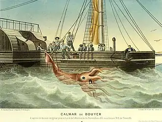 #18 (30/11/1861), An 1865 illustration of the Alecton incident by P. Lackerbauer, clearly based on the officers' watercolour. It appeared in the first edition of Alfred Moquin-Tandon's Le Monde de la Mer, which he published under the pseudonym "Alfred Frédol" (Frédol, 1865:314, pl. 13).