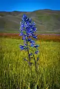 A close up photo of a camas lily in the marsh