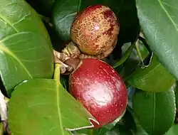 Fruits of an unspecified camellia