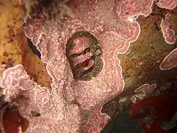 A small specimen covered in and surrounded by encrusting Lithothamnion red alga